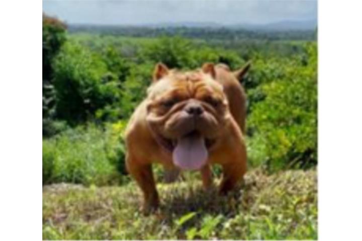 Ameican Bully Puerto Rico