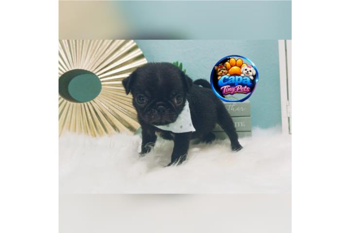 Pug nene  con papeles  Puerto Rico