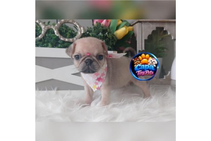 Pug nena con papeles  Puerto Rico