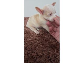 275 chihuahua macho  Puerto Rico