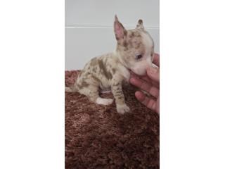 275 chihuahua macho  Puerto Rico