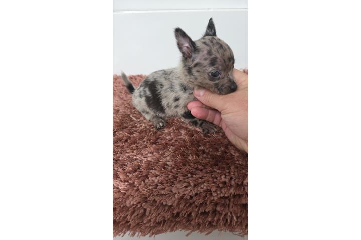 275 chihuahua macho  Puerto Rico