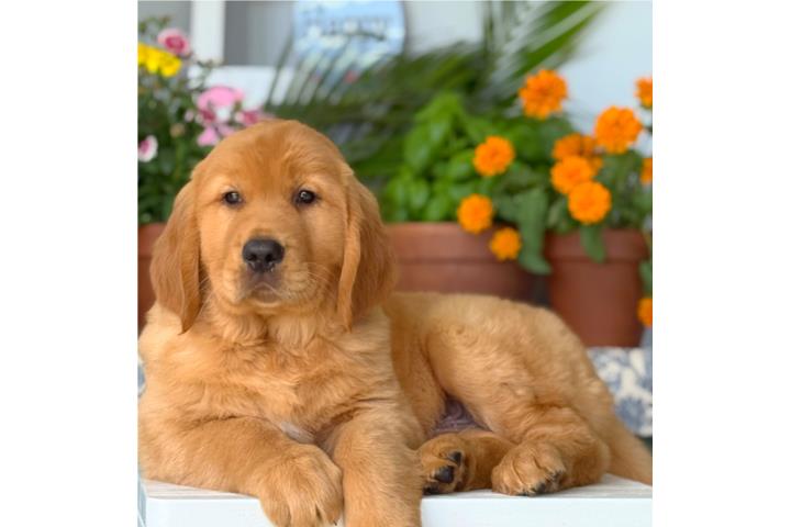 GOLDEN RETRIEVER BIG BONE COLORAO FLUFFY