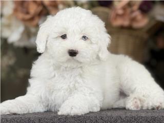Micro Sheepadoodle - Los Osos PR, Los Osos PR