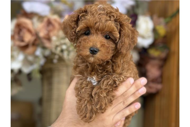 Clasificados Online Mascotas Toy Poodle - Los Osos PR