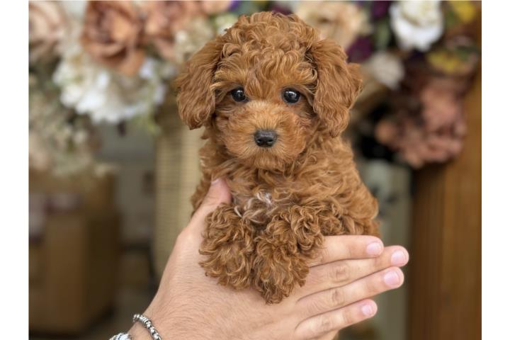 Clasificados Online Mascotas Toy Poodle Nena - Los Osos PR