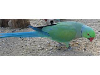 Ringneck azul turquoise ( macho ) , JG Aviario