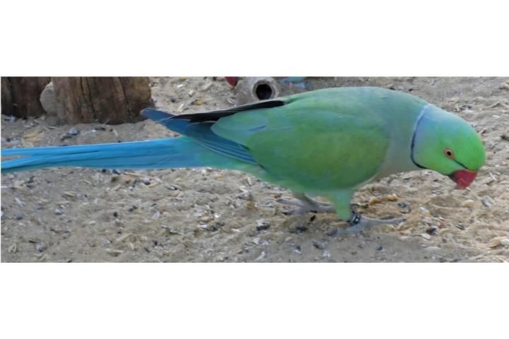 Ringneck azul turquoise ( macho )  Puerto Rico
