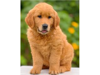 GOLDEN RETRIEVER COLORAO BIG BONE FLUFFY AKC, Puppy Guy