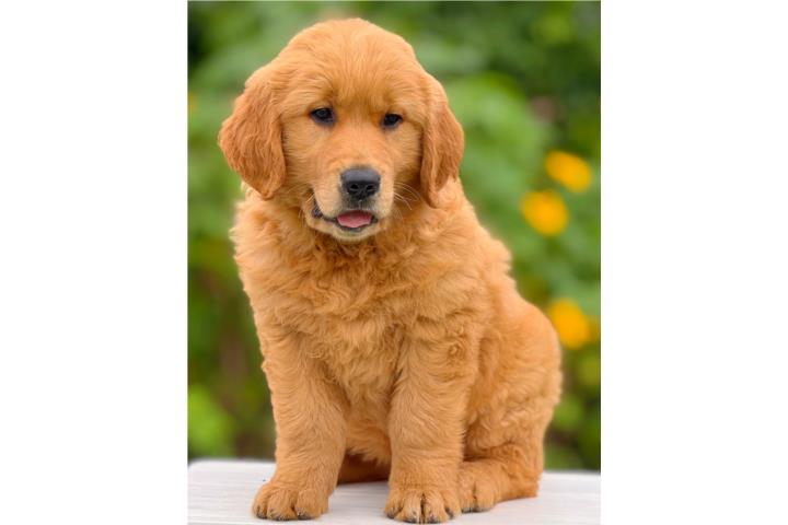 GOLDEN RETRIEVER COLORAO BIG BONE FLUFFY  Puerto Rico