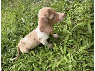 Puerto Rico Perros Salchichas (Dachshund), Perros Gatos y Caballos