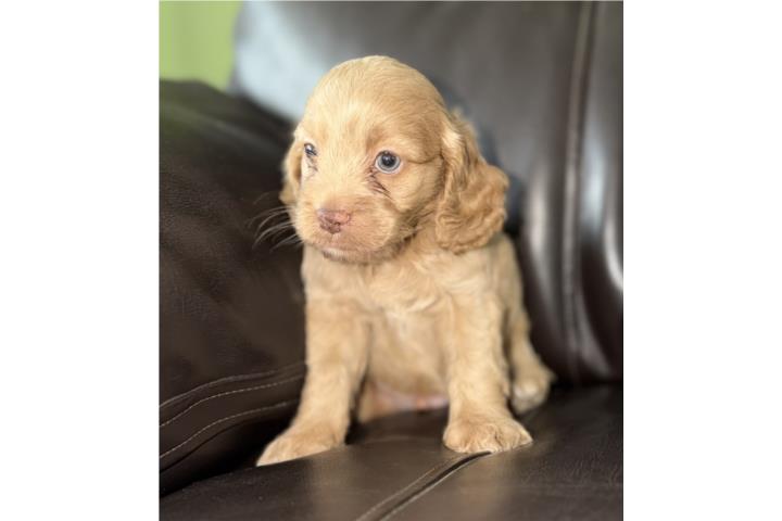 Cockapoo Cocker Spaniel y Poodle  Puerto Rico