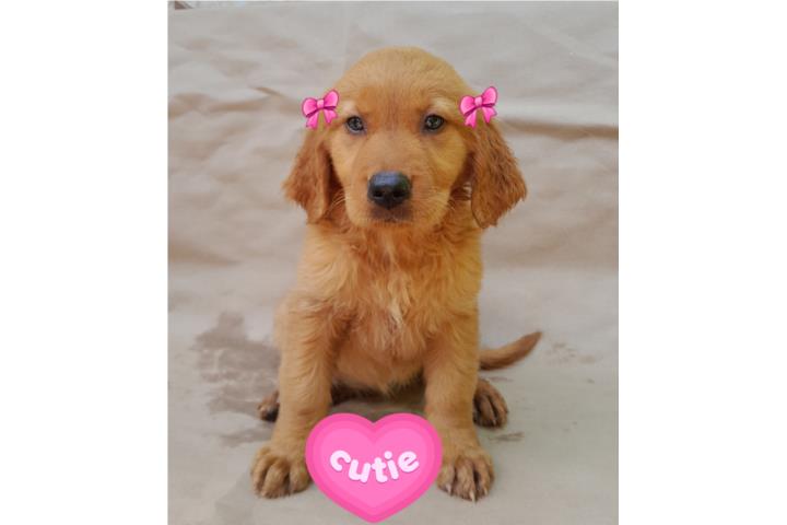 CACHORROS GOLDEN RETRIEVERS  Puerto Rico