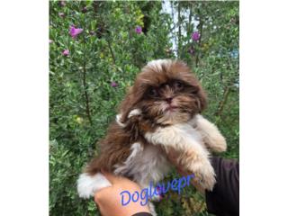 SHIH-TZU TOY MACHO AKC , Dog Love PR