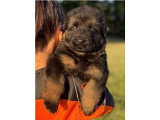 German Shepherd AKC, Doggy 
