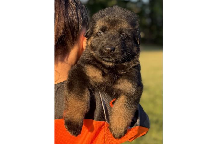 German Shepherd AKC Puerto Rico
