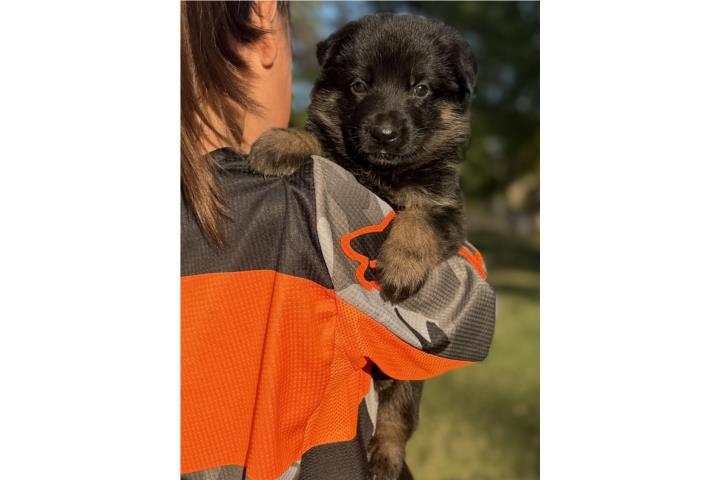 German Shepherd hembra AKC Puerto Rico