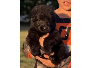 German Shepherd black long coat AKC, Doggy 
