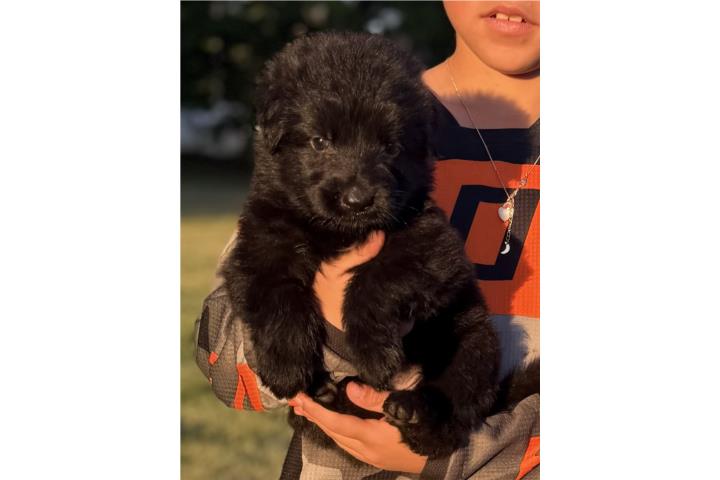 German Shepherd black long coat AKC Puerto Rico