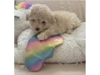 Toy Poodle Hembra Papeles AKC , Angel Toy Poodle