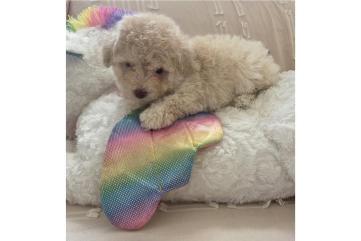 Toy Poodle Hembra Papeles AKC  Puerto Rico