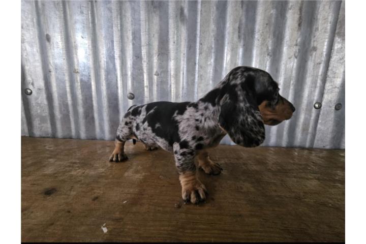 Salchicha macho silver merle Puerto Rico