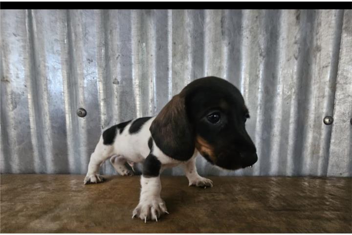 Salchicha macho chocolate piebald Puerto Rico