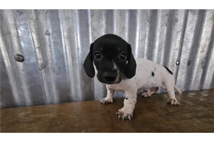 Salchicha macho blackpiebald Puerto Rico