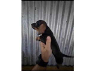 Salchicha red, Dachshund World