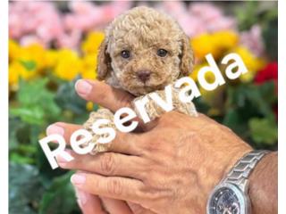 Puppy Land - Luna Toy Poodle, Puppy Land PR