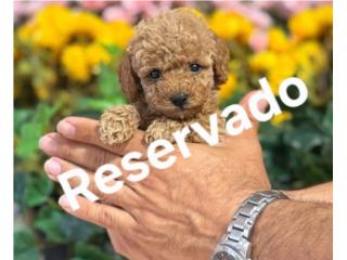 Puppy Land - Bailey Toy Poodle , Puppy Land PR