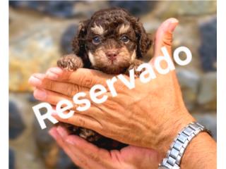 Puppy Land - Hazel Toy Poodle Nena AKC, Puppy Land PR