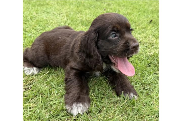 Cocker Spaniel CHOCOLATE  Puerto Rico
