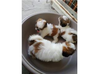 SHITZUS TOY NENAS Y NENES ENTRENADOS CON PAD , HM Puppies