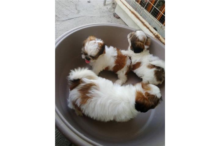 SHITZUS TOY NENAS Y NENES ENTRENADOS CON PAD! Puerto Rico