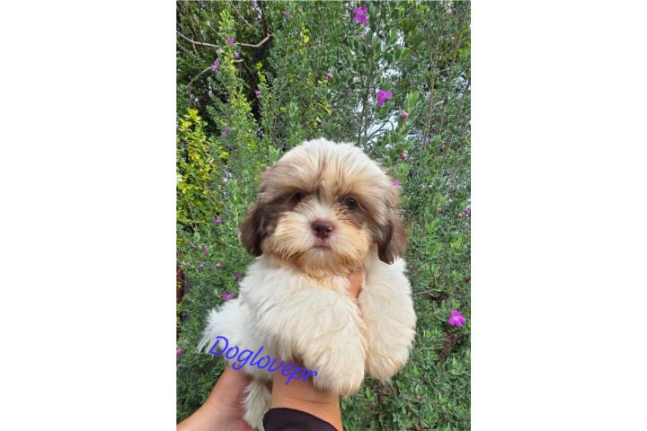SHIH-TZU TOY MACHO CON AKC  Puerto Rico