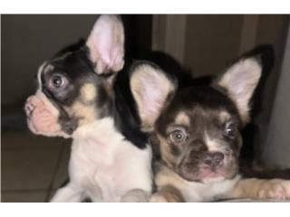 French bulldog nena y nene 2 meses , Mascotas Puerto Rico