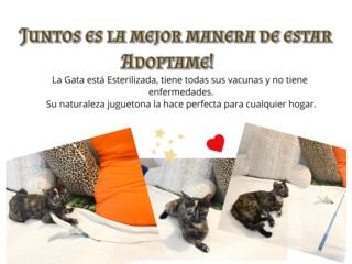 -- Gata con patron de color Tortoise Shell --, Mascotas Puerto Rico