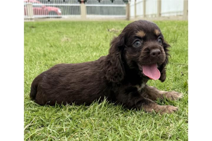 Cocker Spaniel Chocolate tan  Puerto Rico