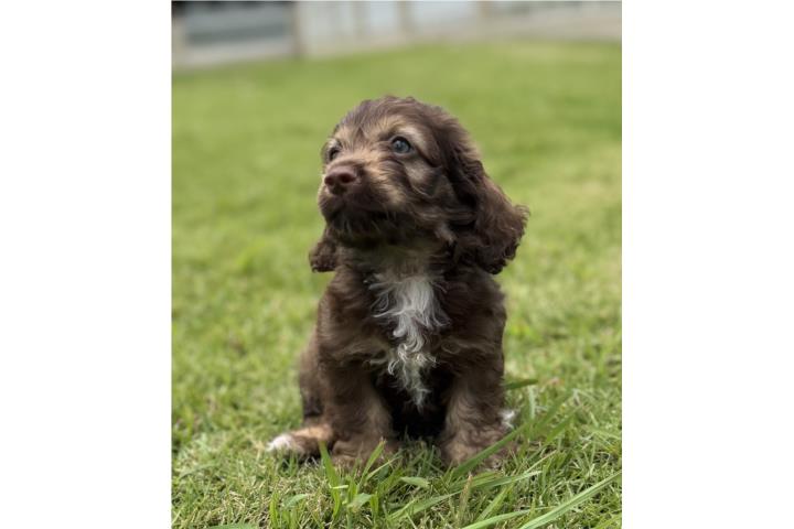 Cockapoo cocker spaniel and poodle  Puerto Rico