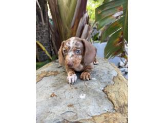Hermosa Dachshund dapple, FamilyD