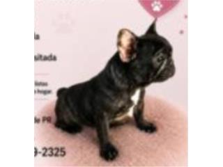 French Bulldog 1200 vacunada Puerto Rico