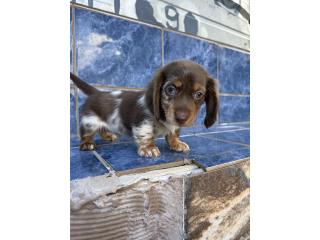 Dachshund Macho longhair, FamilyD