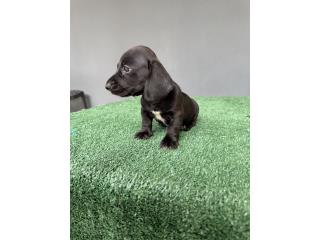 Dachshund Macho Black , FamilyD