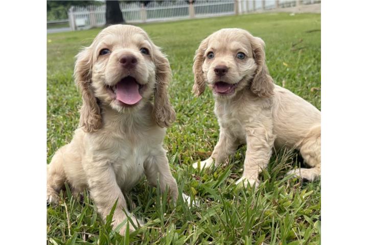 Cocker Spaniel  Puerto Rico