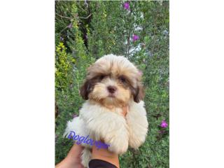 SHIH-TZU TOY MACHO CON PAPELES AKC, Dog Love PR