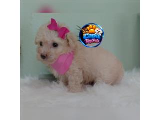 Poodle toy nena con papeles , French Lovers