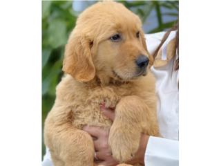 GOLDEN RETRIEVER BIG BONE AKC, Puppy Guy