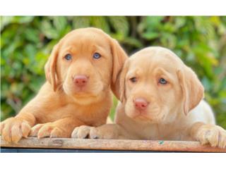 LABRADOR OJOS VERDES RED NOSE, Puppy Guy