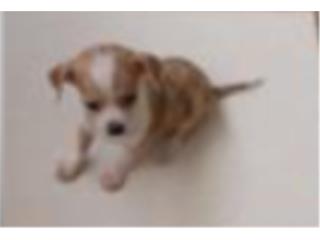 Se vende chihuahua macho  Puerto Rico